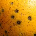 Oranges infected with Citrus Black Spot.  Emerging pathogens, agricultural threats.  Photo provided by Megan Dewdney.