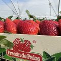 Fresón de palos frutos rojos