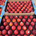 Frumaex