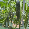Semillas Fitó pepino