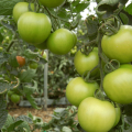 GeneralTomate2