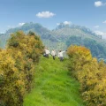 Aguacate Hass GreenLand