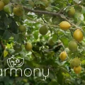 Harmony proyecto Agrobío