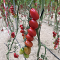 Pomeria tomate Yuksel Seeds