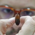 El 'temible' picudo negro de la platanera (en la imagen), un pequeño insecto que recuerda al escarabajo y que causa en muchas ocasiones importantes pérdidas económicas en las regiones del mundo productoras del plátanos, entre ellas, Canarias, se enfrenta a un nuevo rival: un repelente extraído de hongos e inocuo con el medio ambiente recientemente descubierto por investigadores de Fitopatología de la Universidad de Alicante y cuyo método de uso ha sido patentado a nivel nacional .EFE/Pep Morell