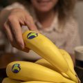 Plátano de Canarias