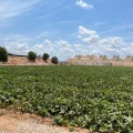 KWS Vegetables
