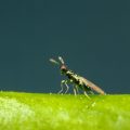 plaga minador Almería Koppert