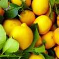 Limones