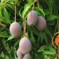 Mango de calidad