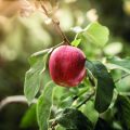 Marlene_apple orchard_fall