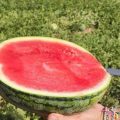 Melon & Watermelon Innovation Days Murcia