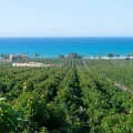 Montosa