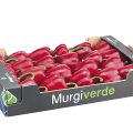 Murgiverde