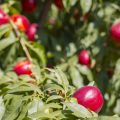 Nectarina