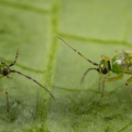 NESIDIOCORIS TENUIS-KOPPERT