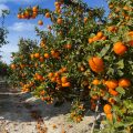 Campaña de naranja