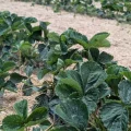 Vivero de fresa Onubafruit