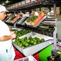 Palta ADEX proceso productiva prensa