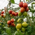 Panoramix tomate pera CapGen Seeds