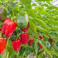 Pimiento