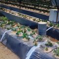 Plantas de fresa