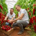 Semillas Fitó pimiento