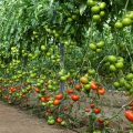 tomate Almería