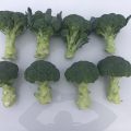 Rijk Zwaan brocoli