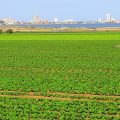 Campo de Cartagena deslocalización