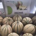 RijkZwaan_melon