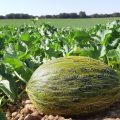 melón sandía La Mancha