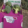 Brócoli de Sakata