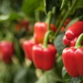 Cultivo de pimiento exportaciones de hortalizas