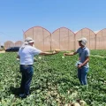 Sandía y melón Murcia