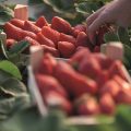 FEPEX Frutos Rojos