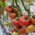 tomate sostenibilidad Syngenta