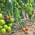 Cultivo de tomate de Syngenta