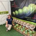 Syngenta melón Murcia