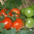 tomate-rama-laujar-seminis