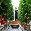 Teamleader Mekdes working in the high-tech Tomato Greenhouse at Nunhems Ethiopia (1)