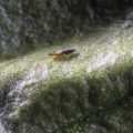 Thrips-parvispinus---Thrips---Pest---Koppert-4