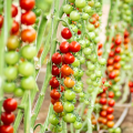 Tiziano Yuksel Seeds