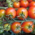 Tomate virus rugoso