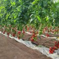 Tomate con seguros agrarios