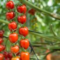 tomate sostenibilidad