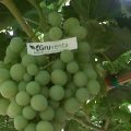 UVAS GRUVENTA