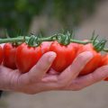 tomate exportación Almería