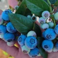 Variedad Cupla Cuna de Platero