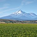 Vivero de Planasa en USA